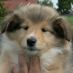 No Angel. 13.04.2008