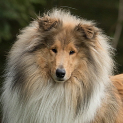 Camaro Forever and Ever. Foto Laila J. Clausen