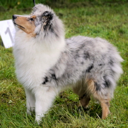 BeeGee. Foto Caz Waterhouse 2012