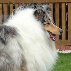 BeeGee. Foto Opitz 5/2013