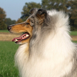 BeeGee. Foto Opitz 22.10.13