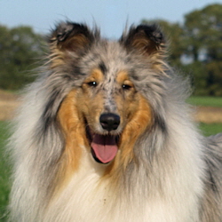 BeeGee. Foto Opitz 22.10.13