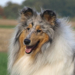 BeeGee. Foto Opitz 22.10.13