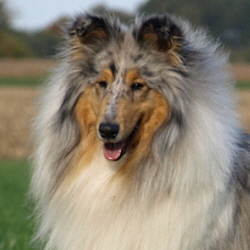 BeeGee. Foto Opitz 22.10.13