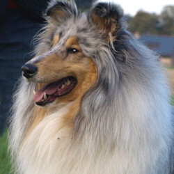 BeeGee. Foto Opitz 22.10.13