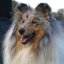 BeeGee. Foto Opitz 22.10.13