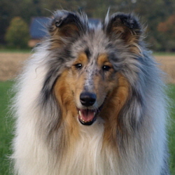 BeeGee. Foto Opitz 22.10.13