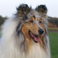 BeeGee. Foto Opitz 22.10.13