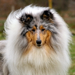 BeeGee. Foto Opitz 14.04.13