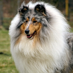 BeeGee. Foto Opitz 14.04.13