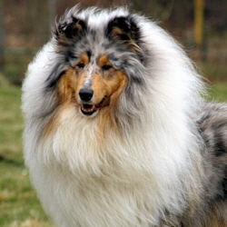 BeeGee. Foto Opitz 14.04.13