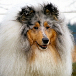 BeeGee. Foto Opitz 14.04.13