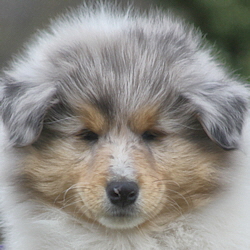 BeeGee. Foto Opitz 2012