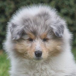 BeeGee. Foto Opitz 2012