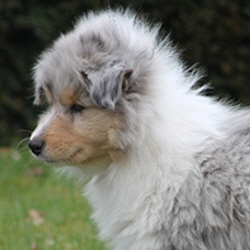 BeeGee. Foto Opitz 2012