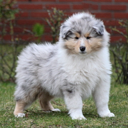 BeeGee. Foto Opitz2012