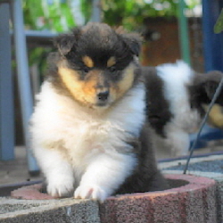 Camaro Black Magic Woman (Buffy). Foto Opitz