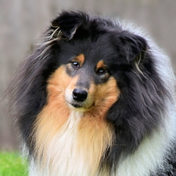 Camaro Black Magic Woman (Buffy). Foto Vogel