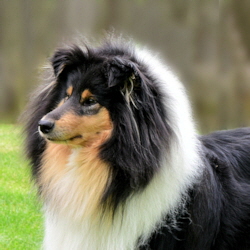 Camaro Black Magic Woman (Buffy). Foto Vogel