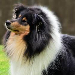 Camaro Black Magic Woman (Buffy). Foto Vogel