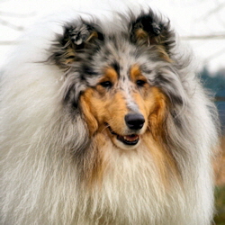 Camaro You Win Again