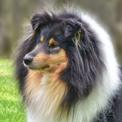 Camaro Black Magic Woman