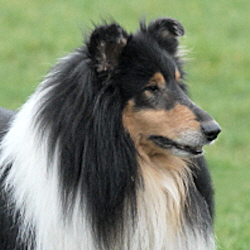 Blueyard Duke of Dusk