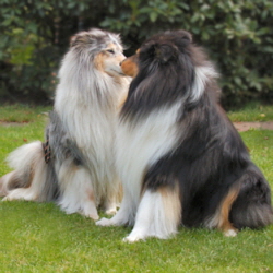 Virleen Flashdance (li) und Ch. Jennifer Blue Gershwin v,d, Ruhrstadt