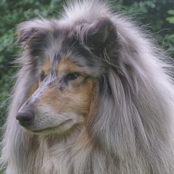 Ch. Jennifer Blue Gershwin v.d. Ruhrstadt