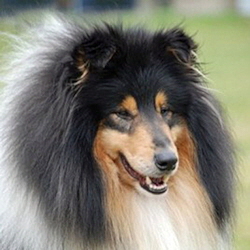 Camaro Rock ‘n’ Roll