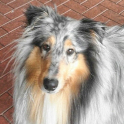 Camaro Eternal Flame