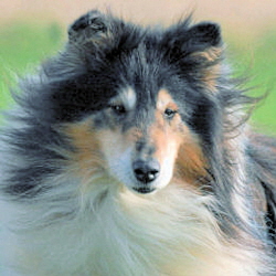 Gershwin Black Lazar