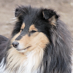 Blueyard Hazy Harriet