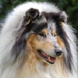 Camaro Blue Magic Hero