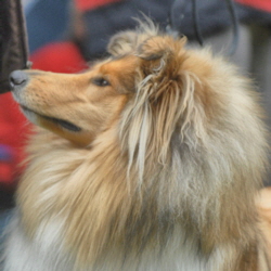 Jorlina of Castle Garden