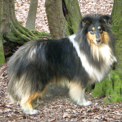 Kewin of Castle Garden