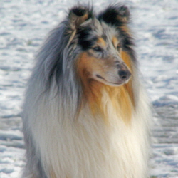 Blue Kristall of Castle Garden