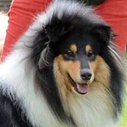 Ch. Love At First Sight Of Everblue