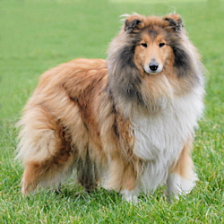 Honey Moon Magic v. Four Colours