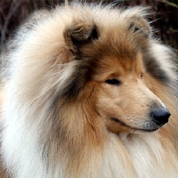 Ch. Sea Dreamer’s Dear Mr. Fantasy