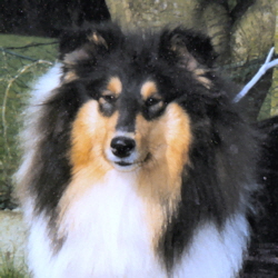 Silver's Inspiration Xtreme Girl