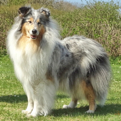 Ch. Camaro Unforgettable