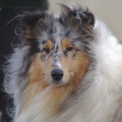 Ch. Camaro Unforgettable Ch. Camaro Unforgettable