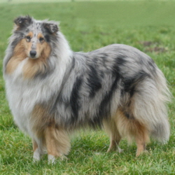 Blue Zwenja of Castle Garden. Foto Kina, 04.07.2019