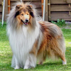 Ch. Virleen Golden Sweetheart