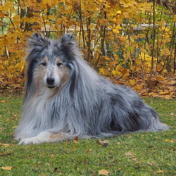 Blue Dreamer of Castle Garden. Besitz u. Foto Adamsk