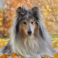 Blue Dreamer of Castle Garden. Besitz u. Foto Adamsk