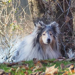 Blue Dreamer of Castle Garden. Besitz u. Foto Adamski