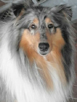 Camaro Eternal Flame (Enya)