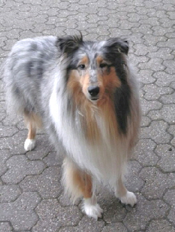 Camaro Eternal Flame (Enya)